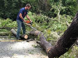 How Our Tree Care Process Works  in  Advance, NC